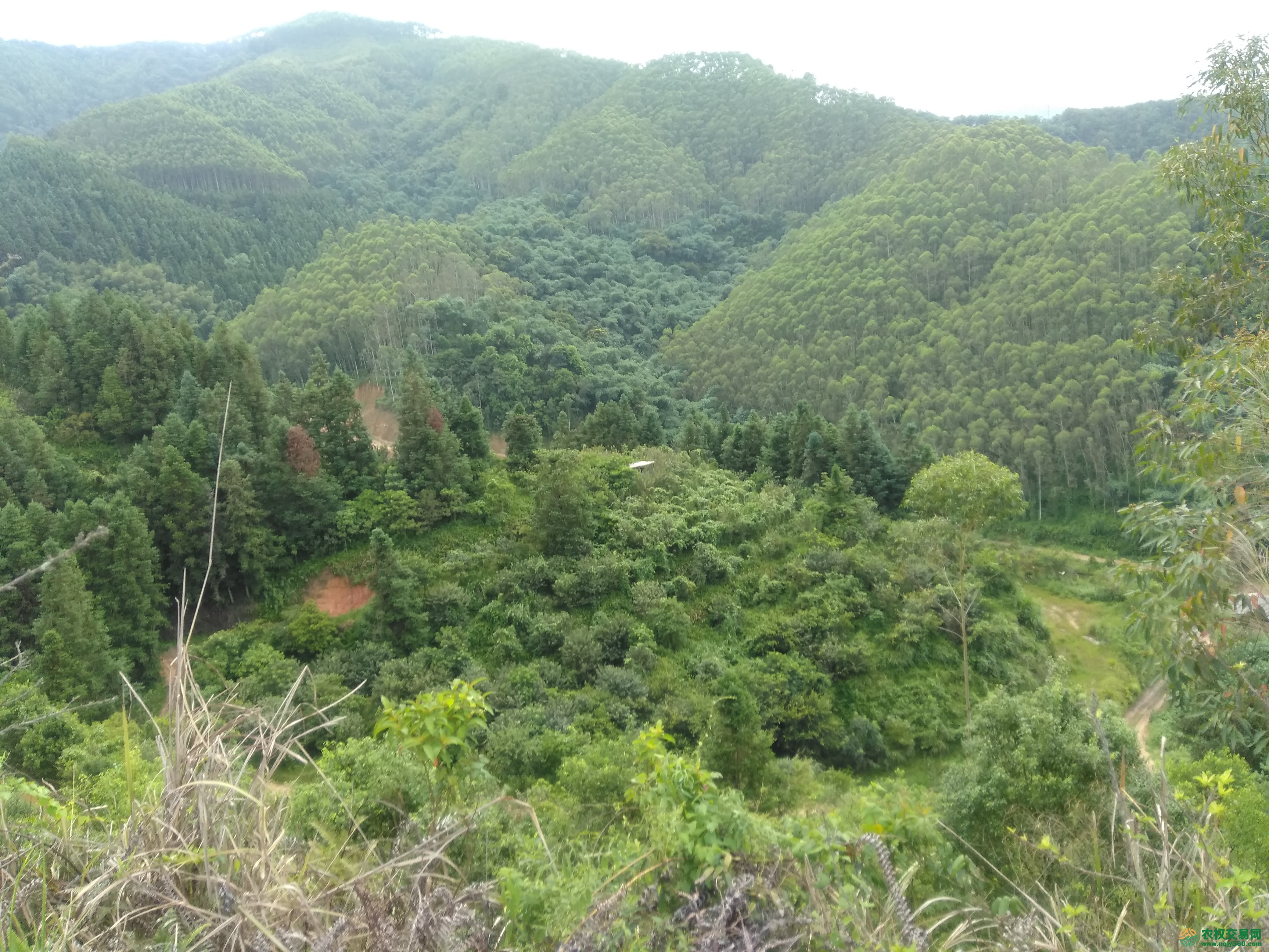 福建省漳州市南靖县龙山镇800亩康养旅游招商